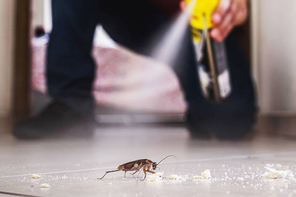 Best Flea Control Services  in St Paris, OH
