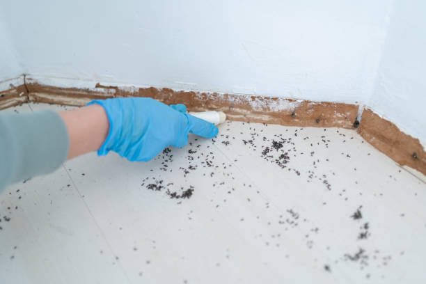Best Pest Removal Services  in St Paris, OH