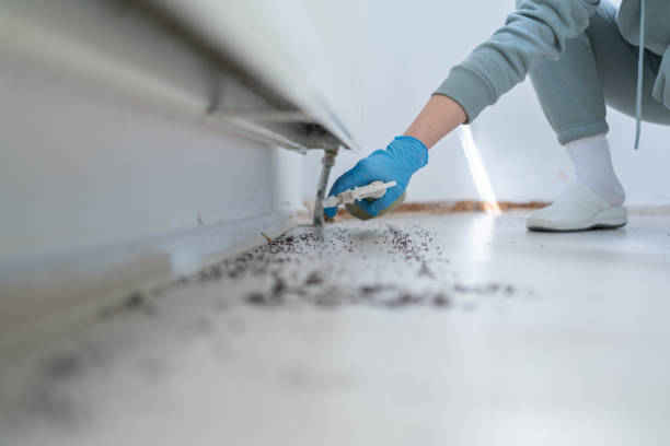 Best Rat Extermination Near Me  in St Paris, OH